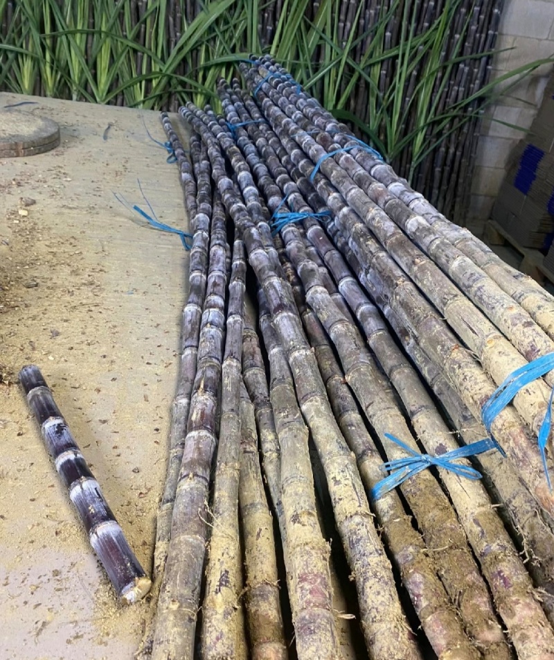 广东甘蔗黑皮甘蔗产地直供量大从优全国发货品质保证