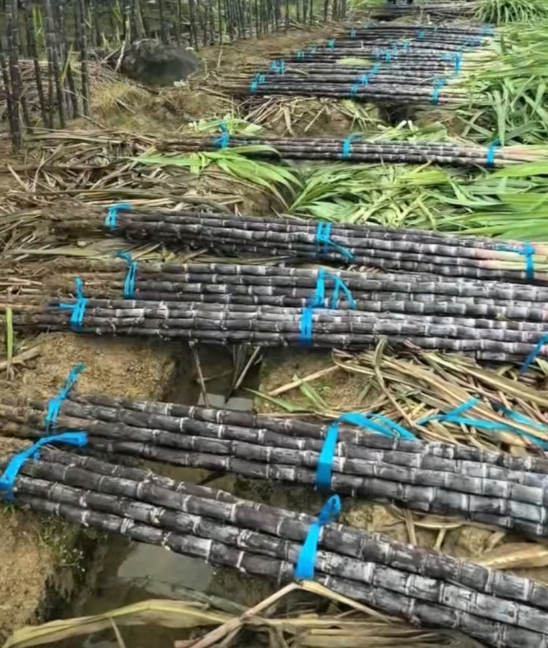 广东甘蔗黑皮甘蔗产地直供量大从优全国发货品质保证