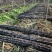 广东甘蔗黑皮甘蔗产地直供量大从优全国发货品质保证