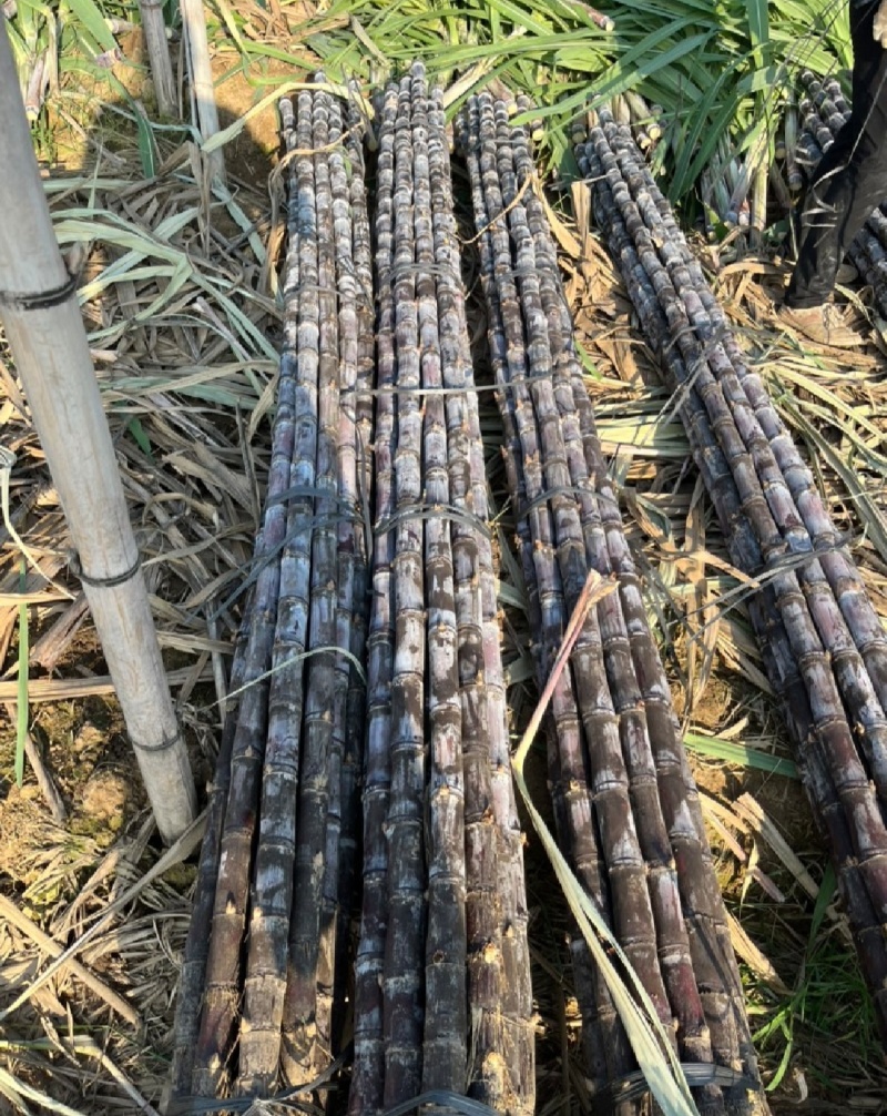 广东甘蔗黑皮甘蔗产地直供量大从优全国发货品质保证