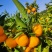 广西柑桔，皮薄味甜，基地货源，代办代发
