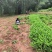 砂仁苗，黄柏苗，药枝子苗，佛手苗，枳壳苗