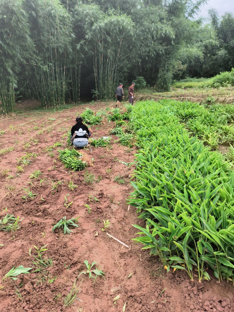 砂仁苗，黄柏苗，药枝子苗，佛手苗，枳壳苗