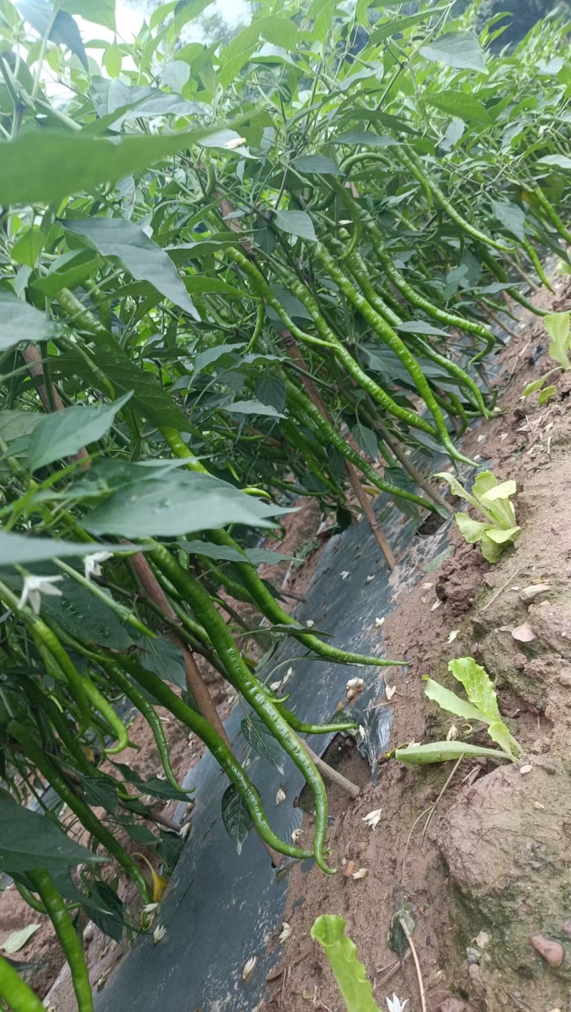 鲜辣椒通货
