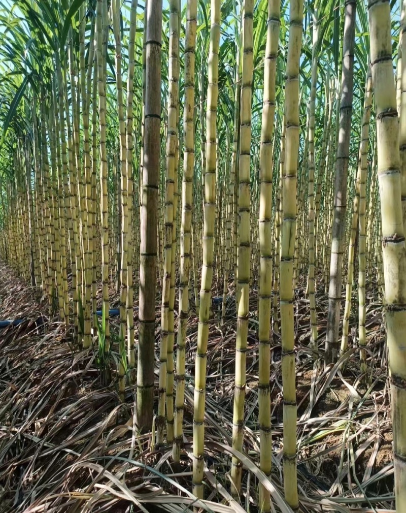 广东甘蔗黄金甘蔗黄皮甘蔗基地直供量大从优全国发