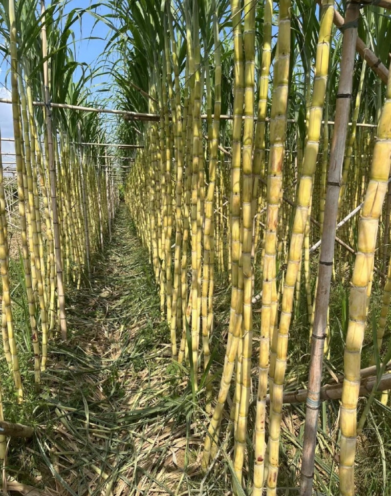 广东甘蔗黄金甘蔗黄皮甘蔗基地直供量大从优全国发