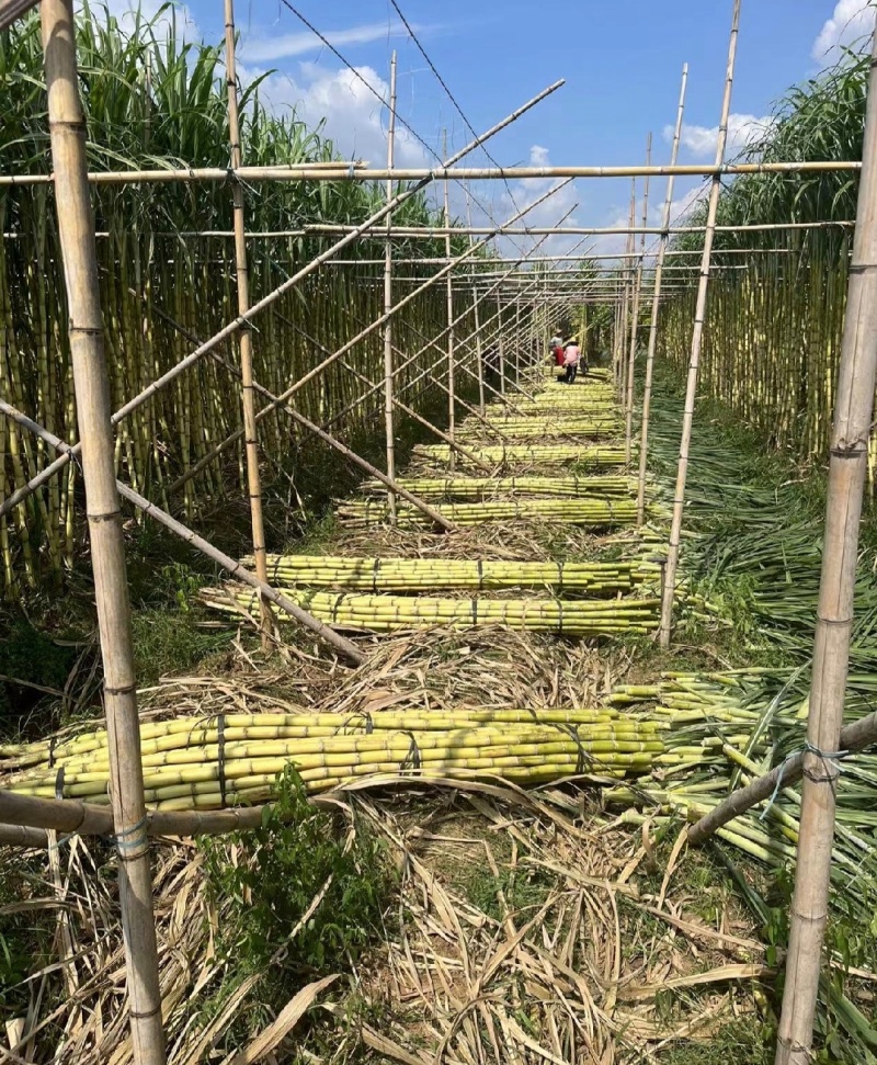 广东甘蔗黄金甘蔗黄皮甘蔗基地直供量大从优全国发