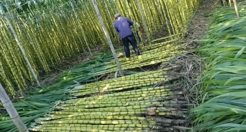 广东甘蔗黄金甘蔗黄皮甘蔗基地直供量大从优全国发