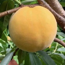 锦绣黄桃苗大果型芒果味高糖品种锦绣黄桃树苗批发基地