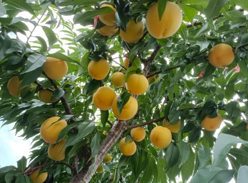 锦绣黄桃苗大果型芒果味高糖品种锦绣黄桃树苗批发基地