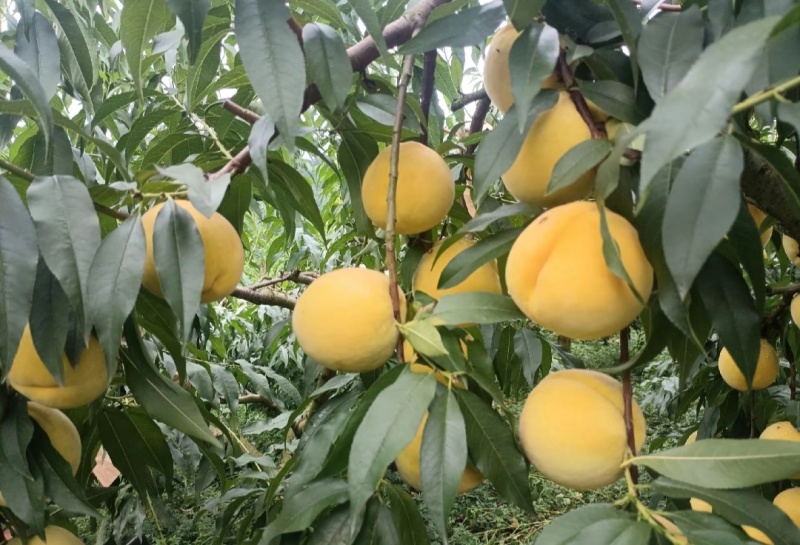 锦绣黄桃苗大果型芒果味高糖品种锦绣黄桃树苗批发基地