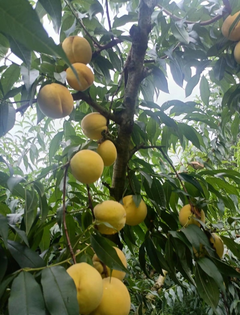 锦绣黄桃苗大果型芒果味高糖品种锦绣黄桃树苗批发基地