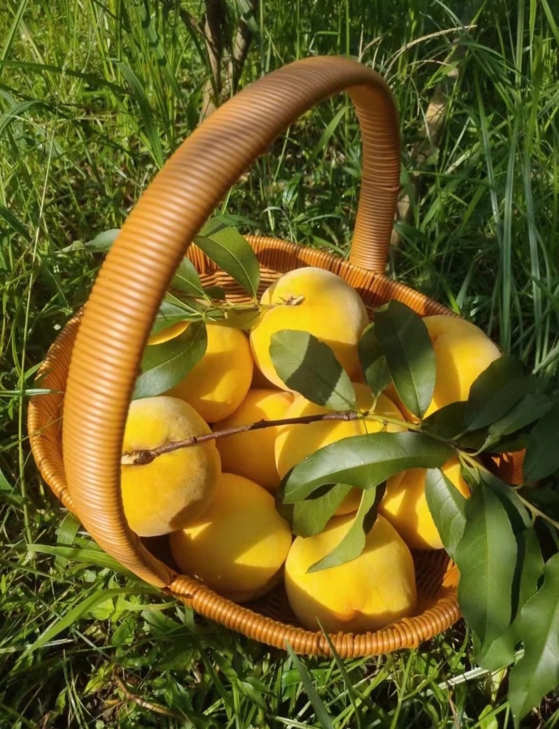 锦绣黄桃苗大果型芒果味高糖品种锦绣黄桃树苗批发基地