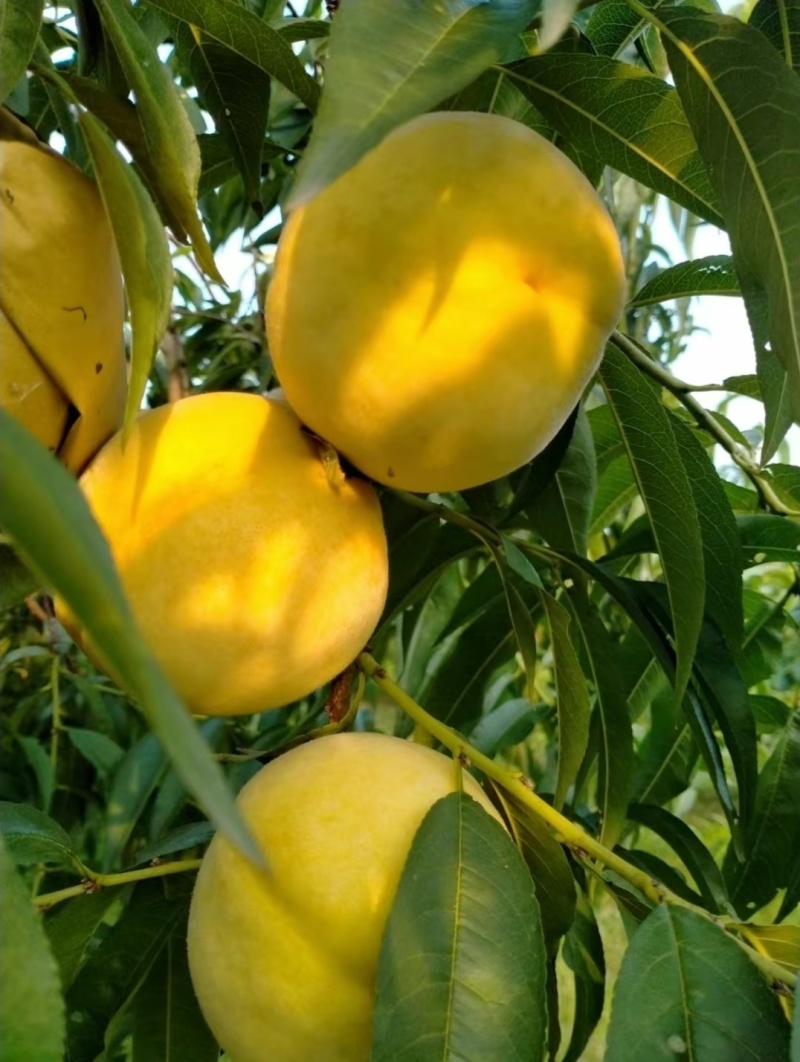锦绣黄桃苗大果型芒果味高糖品种锦绣黄桃树苗批发基地
