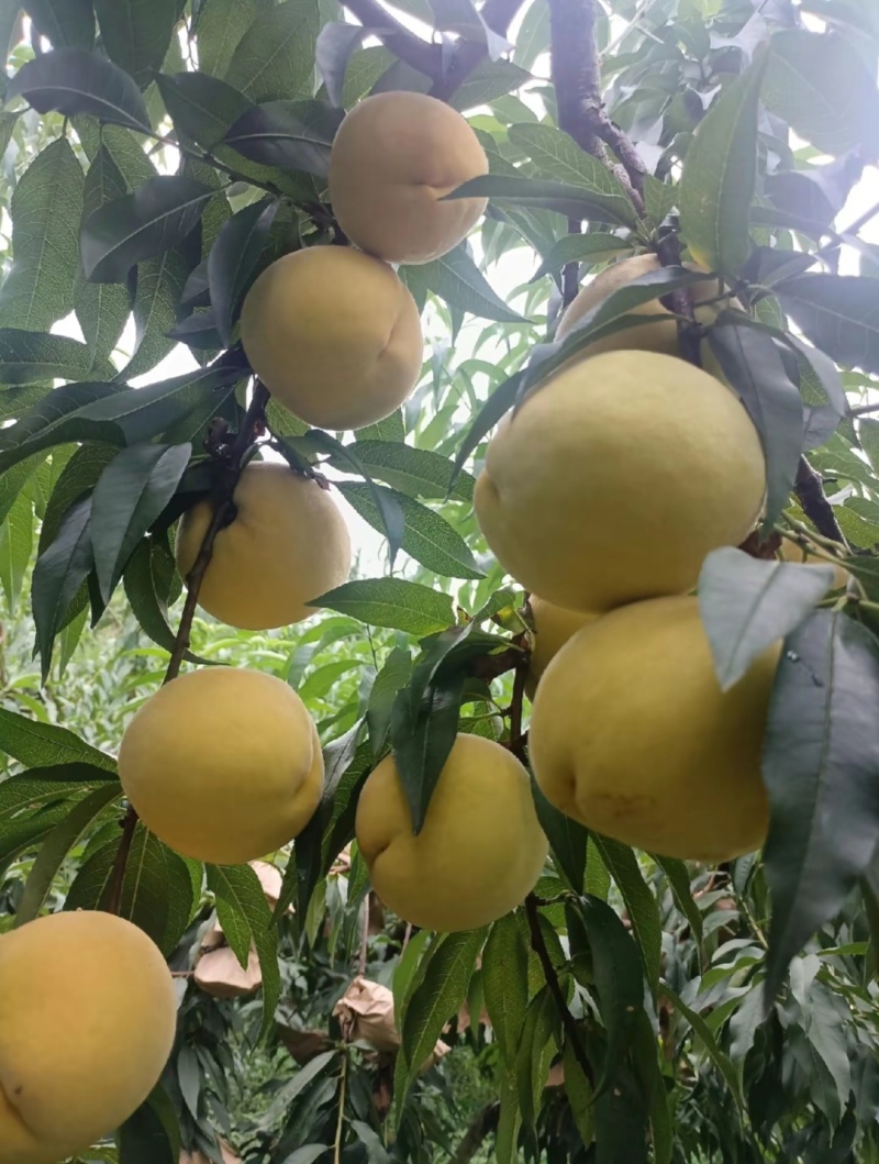 锦绣黄桃苗大果型芒果味高糖品种锦绣黄桃树苗批发基地