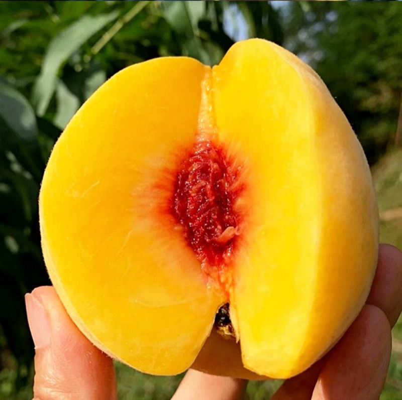 锦绣黄桃苗大果型芒果味高糖品种锦绣黄桃树苗批发基地