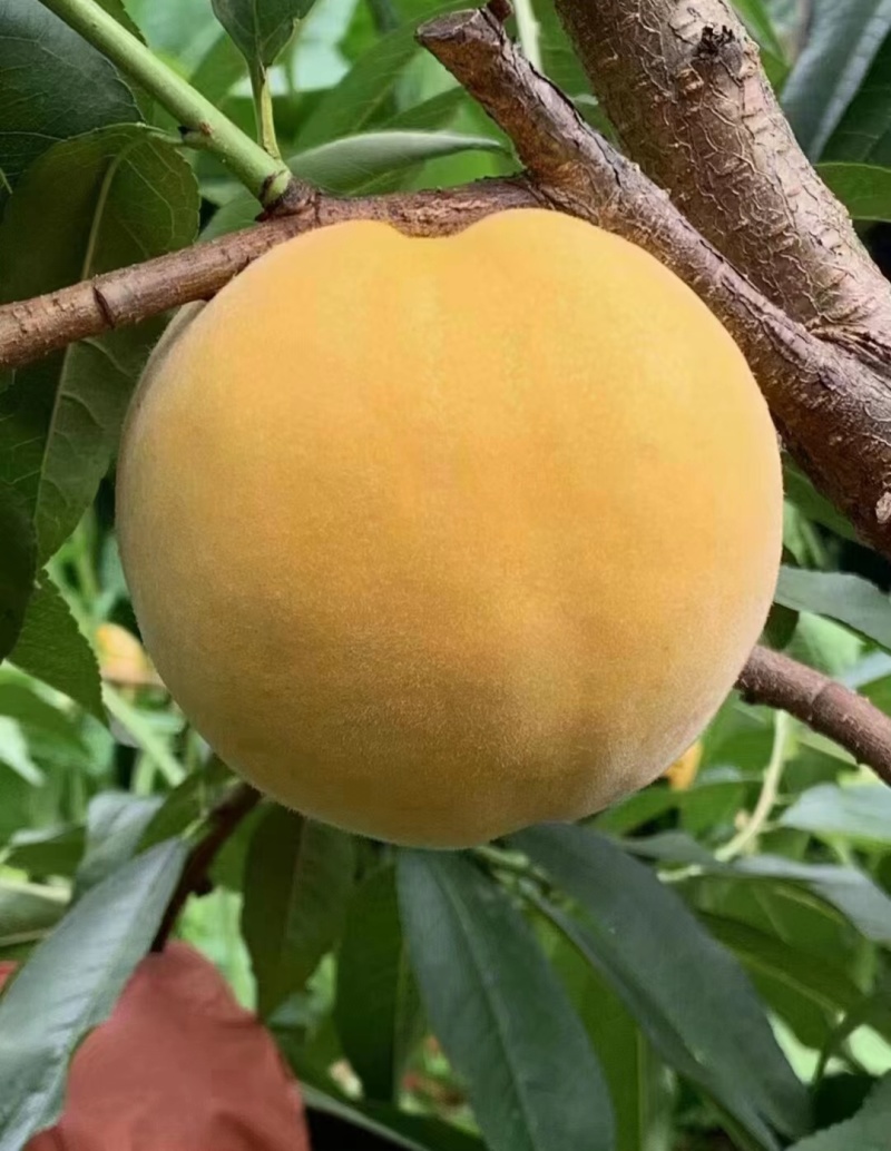 锦绣黄桃苗大果型芒果味高糖品种锦绣黄桃树苗批发基地