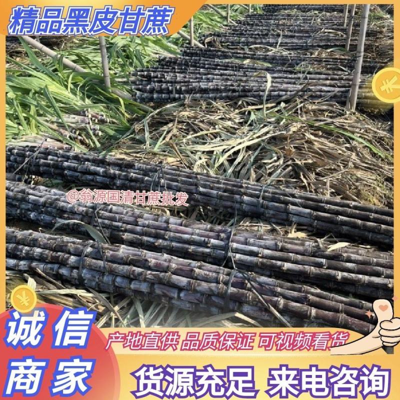 广东精品黑皮甘蔗大量上市，产地一手货源，价格可谈电话联