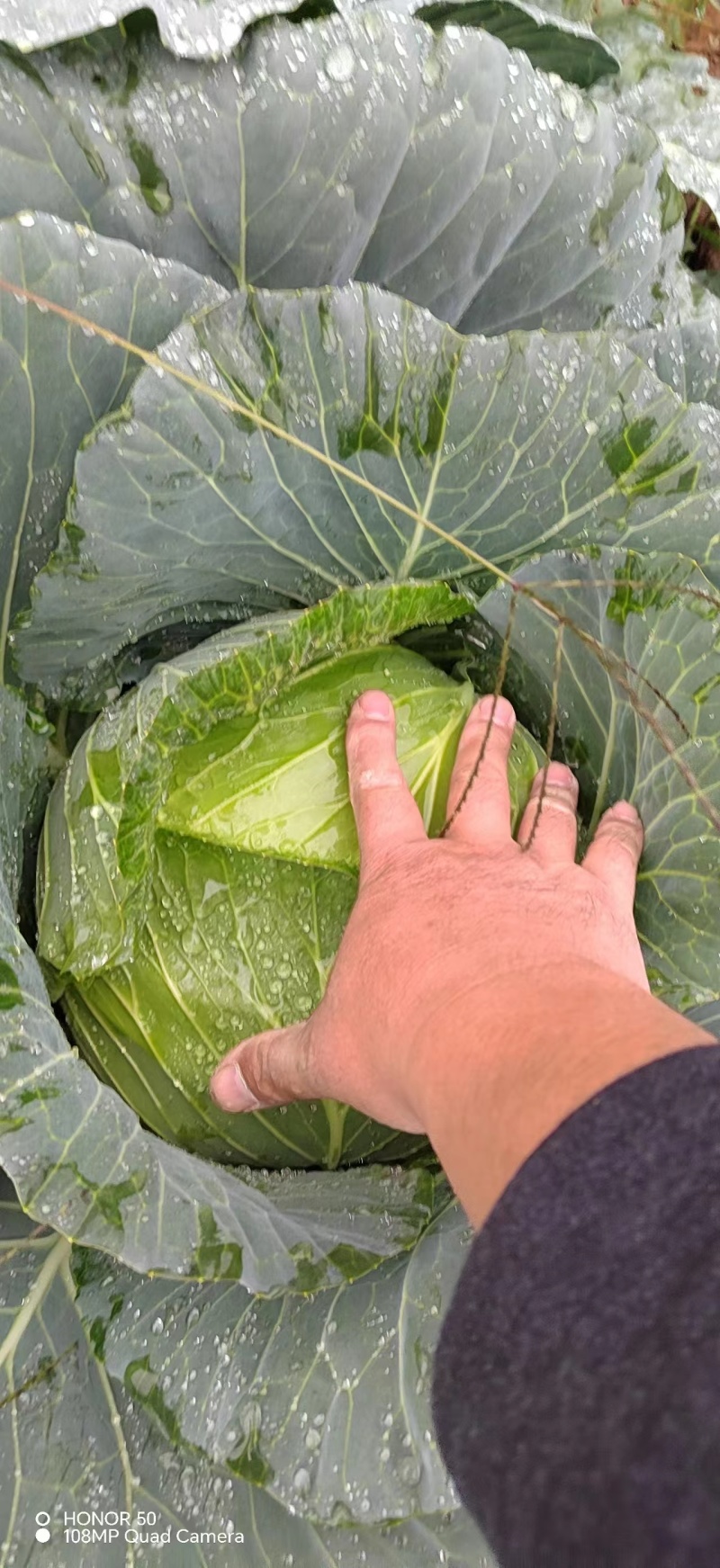 甘蓝扁包菜