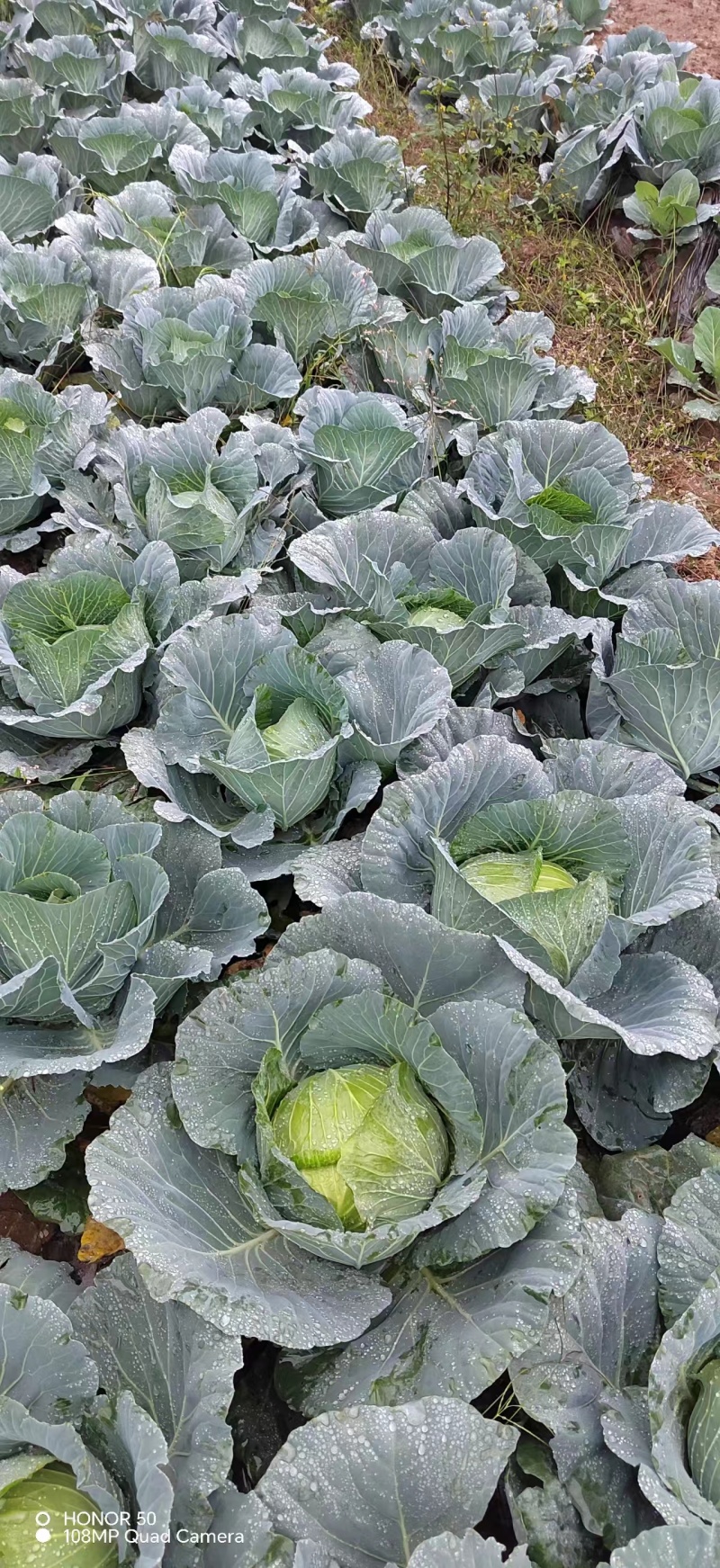 甘蓝扁包菜