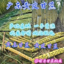 【推荐】韶关市翁源精品黄皮甘蔗，新鲜保质，规格多样请电话联系