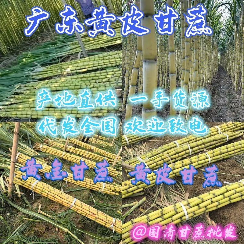 【推荐】韶关市翁源精品黄皮甘蔗，新鲜保质，规格多样请电话联系