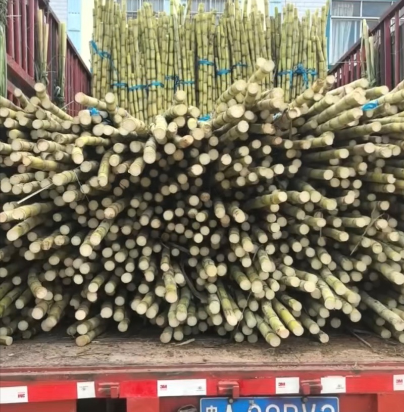 【推荐】韶关市翁源精品黄皮甘蔗，新鲜保质，规格多样请电话联系