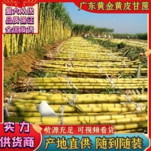 广东甘蔗黄金甘蔗黄皮甘蔗基地直供量大从优全国发
