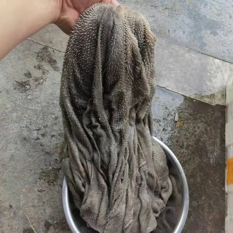 金钱肚。