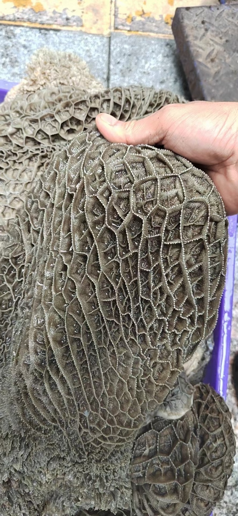 金钱肚。