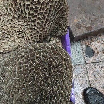 金钱肚。