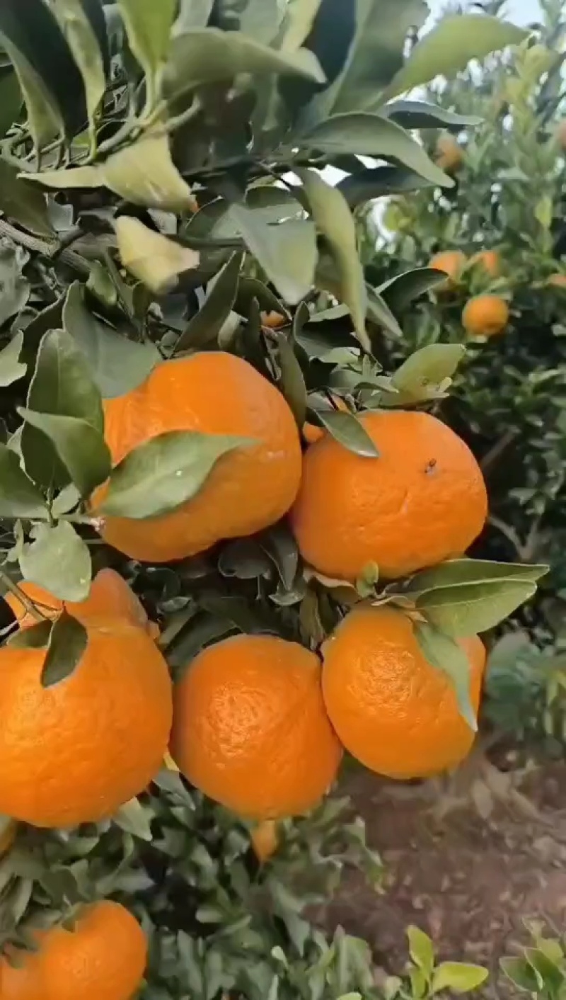 丑橘不知火耙耙柑纯甜易化渣产地一手货源，质量保证