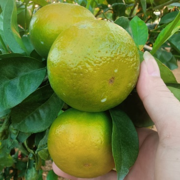 沃柑
