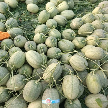 小蜜44-46为主量大无忧质量杠杠的