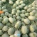 小蜜44-46为主量大无忧质量杠杠的