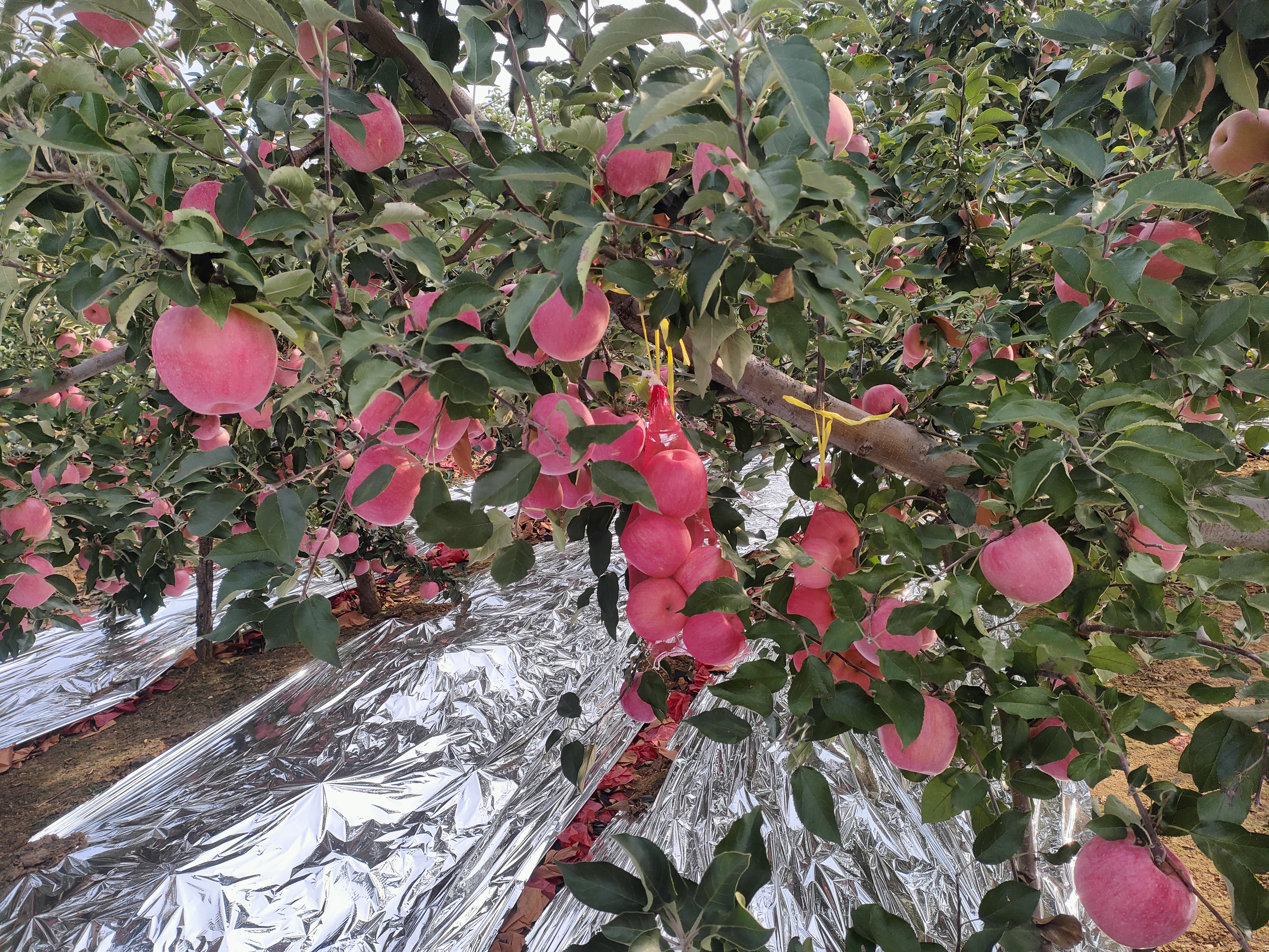 苹果营养成分对比图表