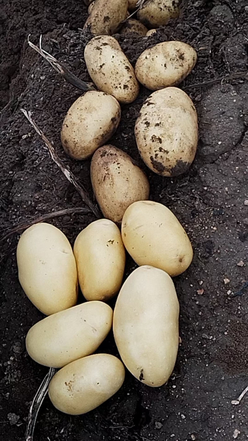 张北土豆库存量大价格便宜出库热卖中