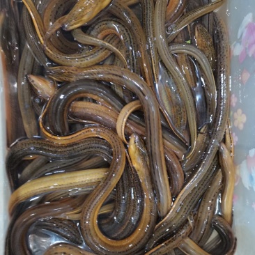 黄鳝/洪湖黄鳝，产地直发，全国发货，新鲜到家，欢迎沟通