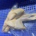 鹧鸪适合供应商一手货源