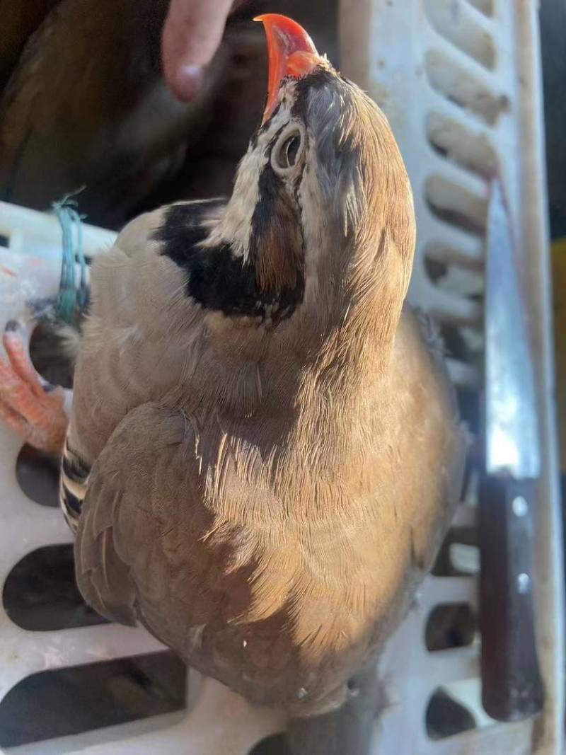 鹧鸪适合供应商一手货源