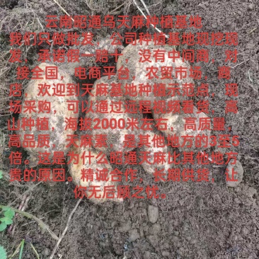 昭通天麻，云南昭通小草坝天麻，昭通小草坝乌天麻，天麻