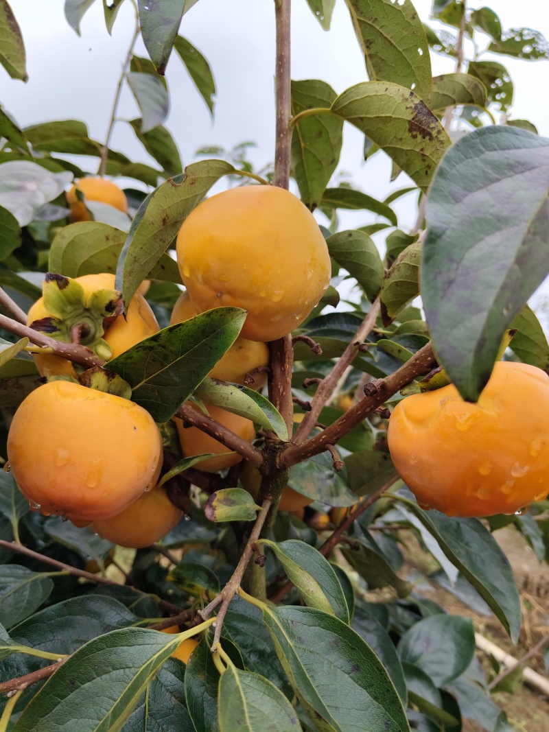 又脆又甜的阳丰