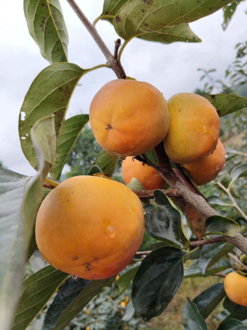 又脆又甜的阳丰