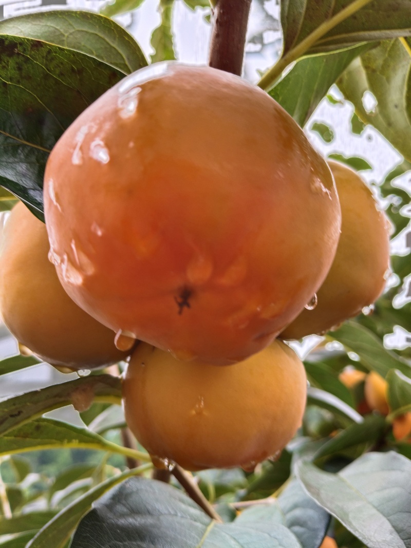 又脆又甜的阳丰