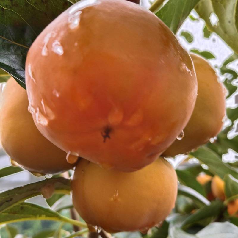 又脆又甜的阳丰
