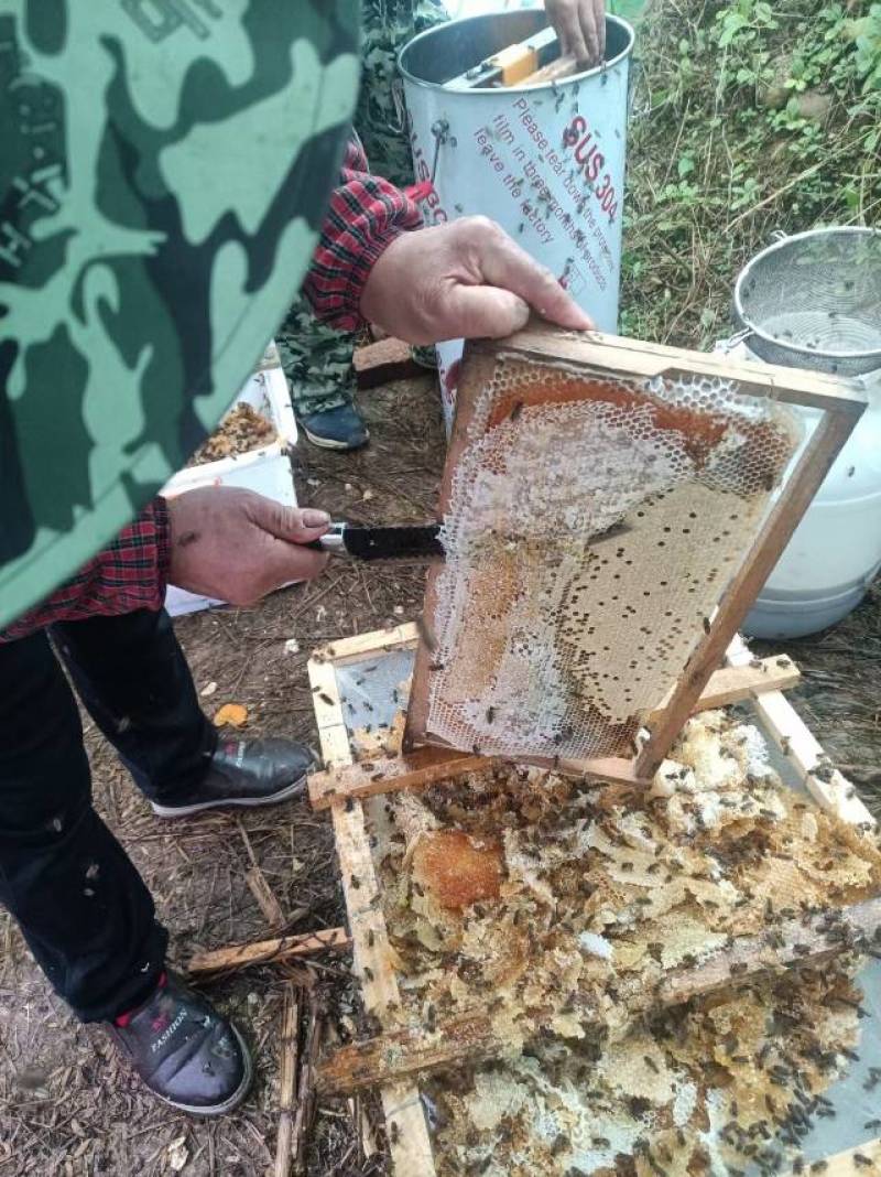 绵阳土蜂蜜，纯正天然，新鲜上市
