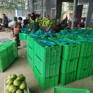 青茄子