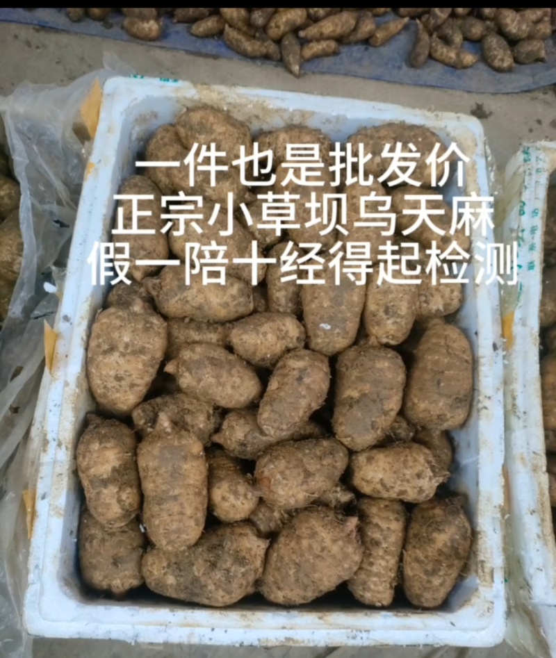 云南昭通天麻，小草坝天麻，昭通乌天麻，天麻，乌天麻。