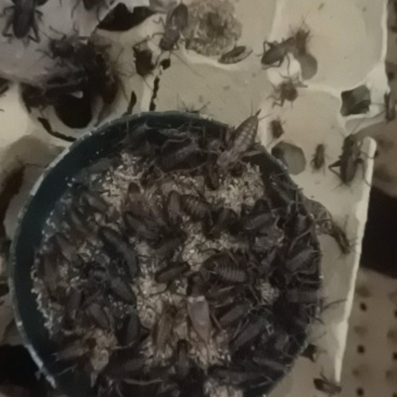 蟋蟀