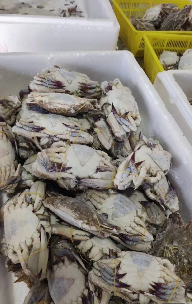 北海活冻螃蟹